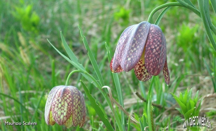 31 Fritillaria.JPG